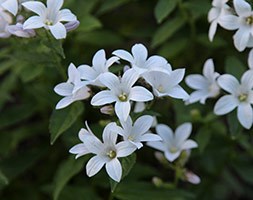 Campanula lactiflora Avalanche = 'Camblo' (milky bellflower)
