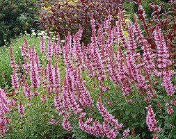 Agastache 'Cotton Candy' (PBR)