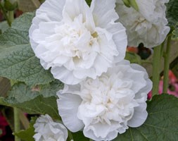 Alcea rosea Chater's Double Group Double white-flowered (hollyhock)