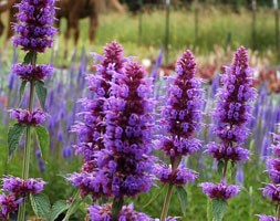 Agastache 'Blue Boa' (Mexican giant hyssop)