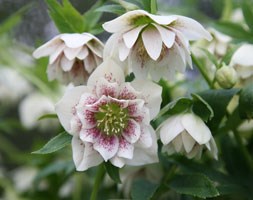 Helleborus x hybridus 'Harvington double speckled' (Lenten rose hellebore)