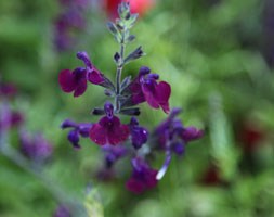 Salvia x jamensis 'Nachtvlinder' (salvia)