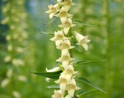 Digitalis lutea (foxglove)