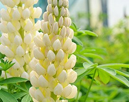 Lupinus 'Cashmere Cream' (lupin)