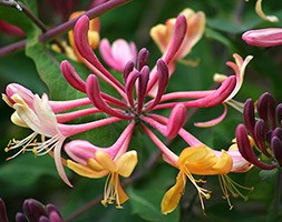 Lonicera x heckrottii 'Gold Flame' (honeysuckle (syn American Beauty))