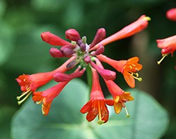 Lonicera x brownii 'Dropmore Scarlet' (scarlet trumpet honeysuckle)