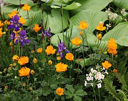 Trollius 'Dancing Flame' (globe flower)