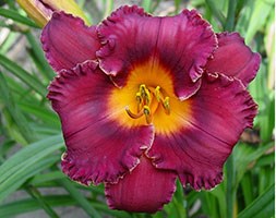 Hemerocallis 'Night Whispers' (daylily)