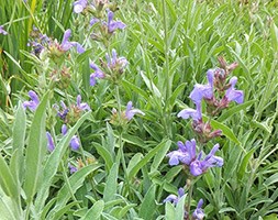 Salvia lavandulifolia subsp. blancoana (Spanish sage)