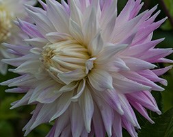 Dahlia 'Kiev' (Natural - organic dahlia tuber)