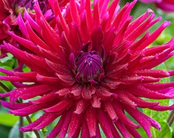 Dahlia 'Orfeo' (Natural - organic dahlia tuber)