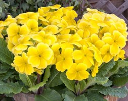 Polyanthus Stella Lemon Sherbet (40 plus 20 FREE large plug plants)