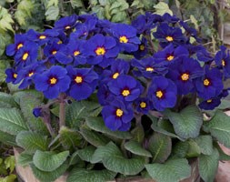 Polyanthus Stella Pheasants Eye (40 plus 20 FREE large plug plants)