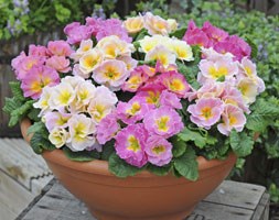 Primrose Sweetheart (40 plus 20 FREE large plug plants)