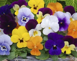 Viola Sorbet F1 Mixed (40 plus 20 FREE large plug plants)