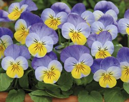 Viola Sorbet Yellow Frost (40 plus 20 FREE large plug plants)