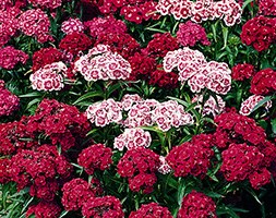 Sweet William Indian Carpet (40 plus 20 FREE large plug plants)