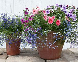 Hanging basket bedding plant 'collection' (60 large plug plants)