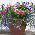 Hanging basket bedding plant 'collection'