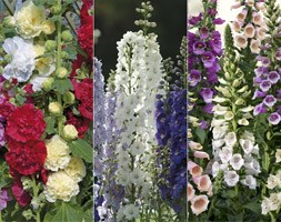 Cottage Garden Perennial Collection (60 large plug plants)