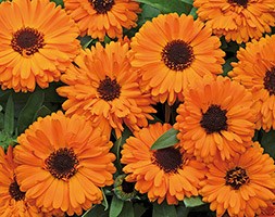 Calendula 'Fiesta Orange' (40 plus 20 FREE large plug plants)