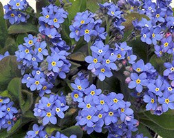 Myosotis 'Sylvia Blue' (40 plus 20 FREE large plug plants)
