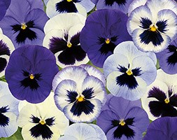 Pansy 'Ocean Breaze  Mixed Improved' (40 plus 20 FREE large plug plants)