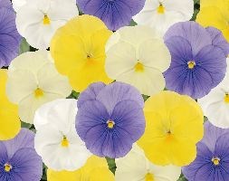 Pansy 'Pastel mix' (40 plus 20 FREE large plug plants)