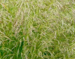 Deschampsia cespitosa 'Goldschleier' (tufted hair grass)