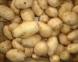 potato 'Majestic' (potato - maincrop, Scottish basic seed potato)