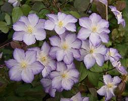 Clematis Lucky Charm ('Zo09067') (PBR) (clematis (group 3))
