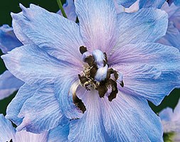 Delphinium 'Tessa' (delphinium)