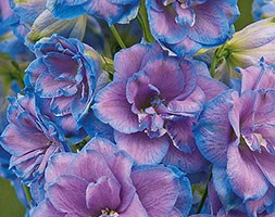 Delphinium 'Wishful Thinking' (PBR) (delphinium)