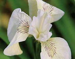 Iris 'Creme de Creme' (iris)