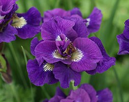 Iris 'Kaboom' (iris)