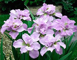 Iris 'Kita-no-seiza' (iris)