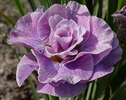 Iris 'Pink Parfait' (iris)