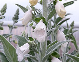 Digitalis purpurea subsp. heywoodii  'Silver Fox' (foxglove)