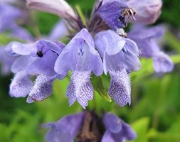 Nepeta subsessilis (catmint)