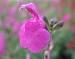 Salvia microphylla 'Pink Blush' (sage)