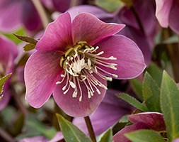 Helleborus purpurascens (hellebore)