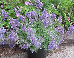 Nepetax faassenii Junior Walker ('Novanepjun') (catmint)