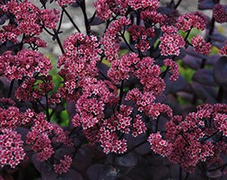 Sedum 'Blue Pearl' (Sunsparkler Series) (PBR) (stonecrop)