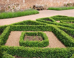 Buxus sempervirens (common Box - hedging range)