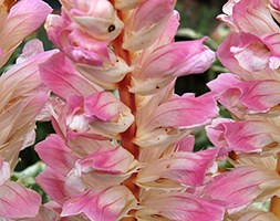 Acanthus mollis 'Tasmanian Angel' (bear's breeches)