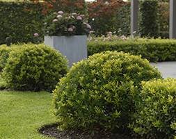 Ilex crenata Dark Green ('Icoprins11') (PBR) (box-leaved holly - ball)