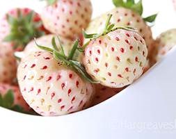 strawberry 'Snow White' (strawberry)