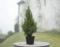 Picea glauca var. albertiana 'December' (Picea glauca 'December')