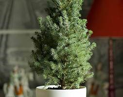 Picea glauca var. albertiana 'Sanders Blue' (Picea glauca Sanders Blue)