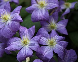 Clematis 'Jenny' (clematis (group 3))